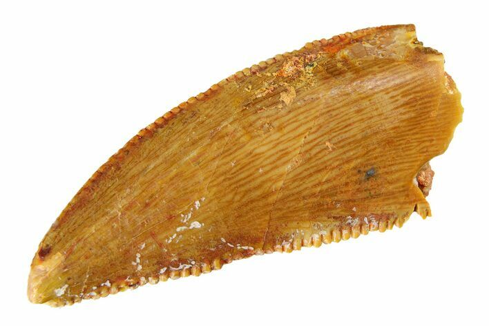 Serrated Raptor Tooth - Real Dinosaur Tooth #297527